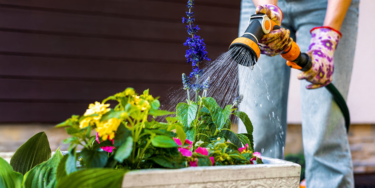 Basic Gardening and Plant Care