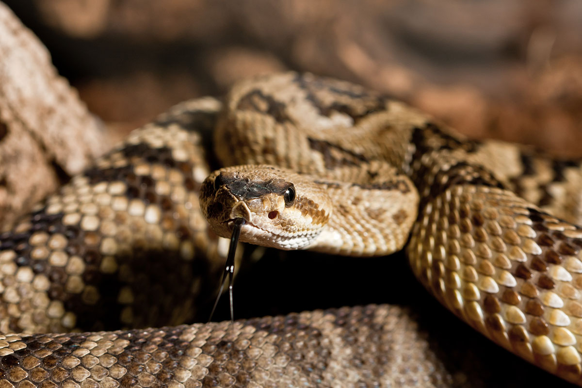 Snakes of the Western Hemisphere