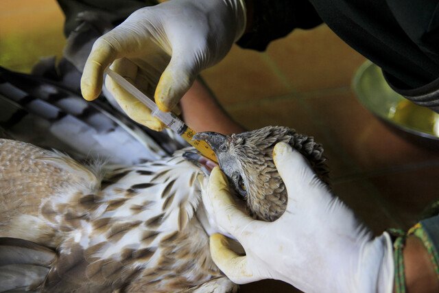 Wildlife Rehabilitation: An Introduction