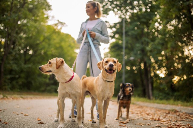 Pet Sitting & Dog Walking Business