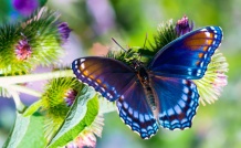Butterflies