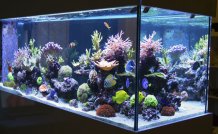 Aquariums for Fish